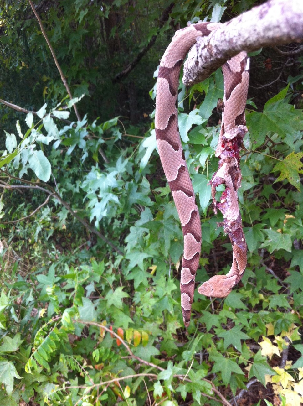 CopperHead1.JPG