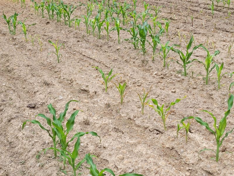 corn1.jpg