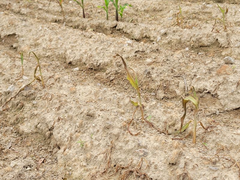 corn2.jpg