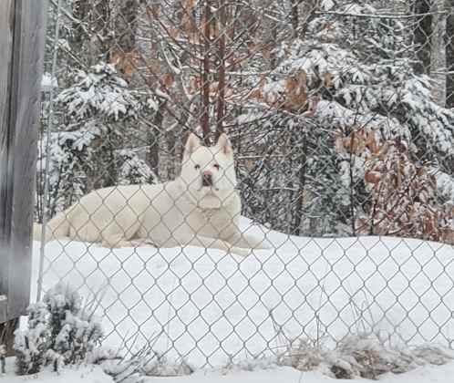 crichtonsnow.jpg