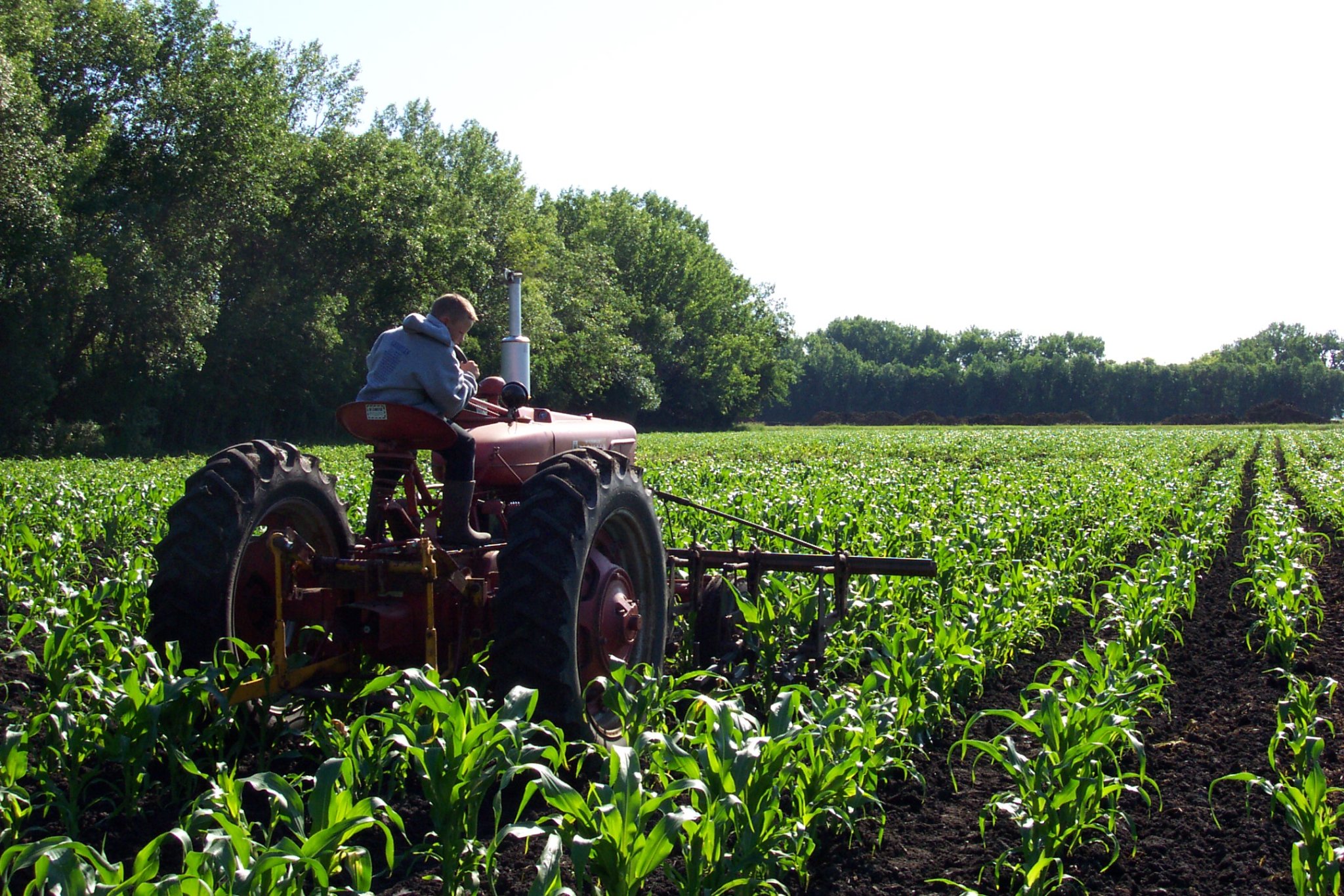 Cultivator Blight.JPG