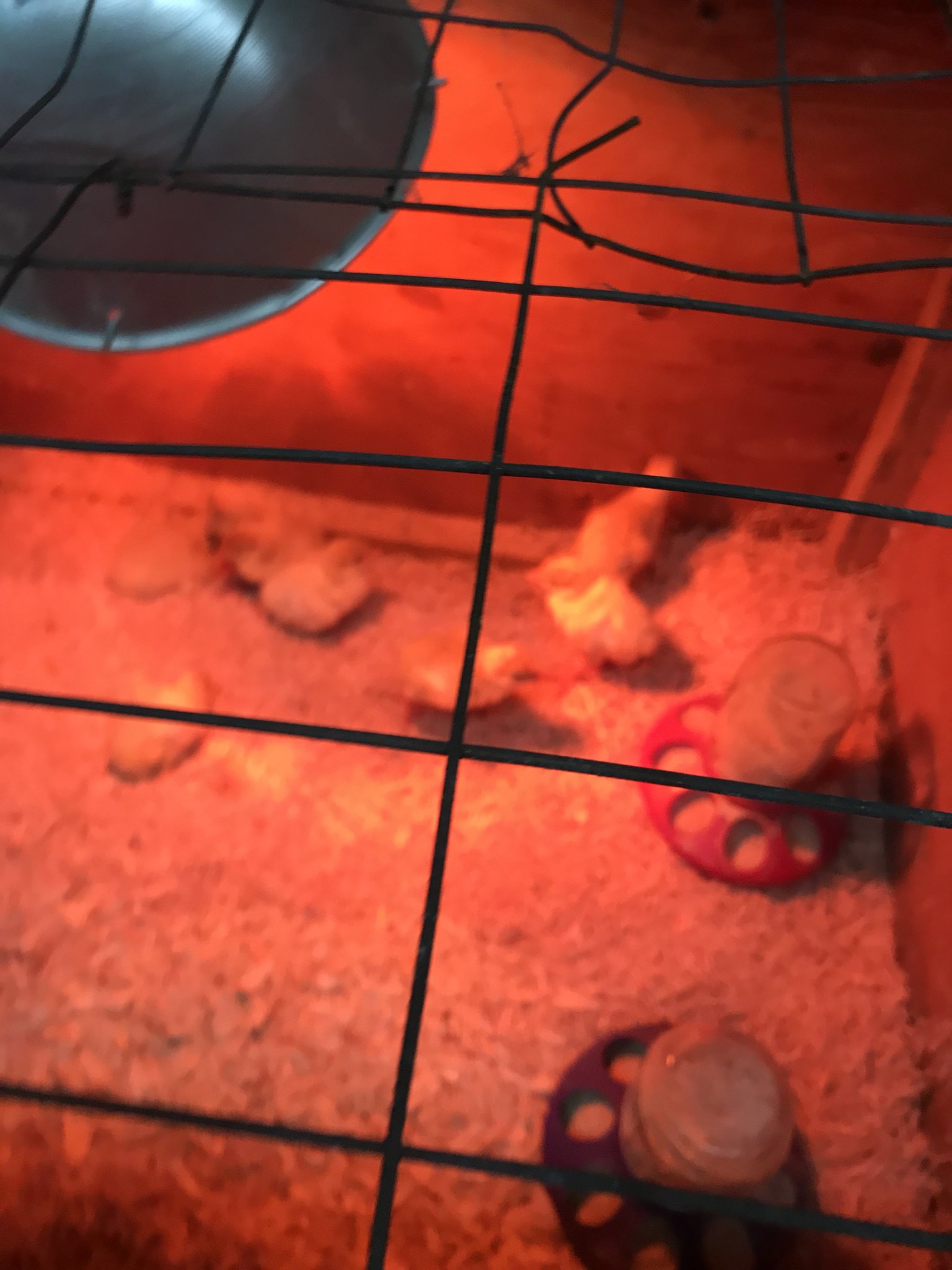 DE160922-8278-4C5B-8406-00668A38E8E1.jpeg
