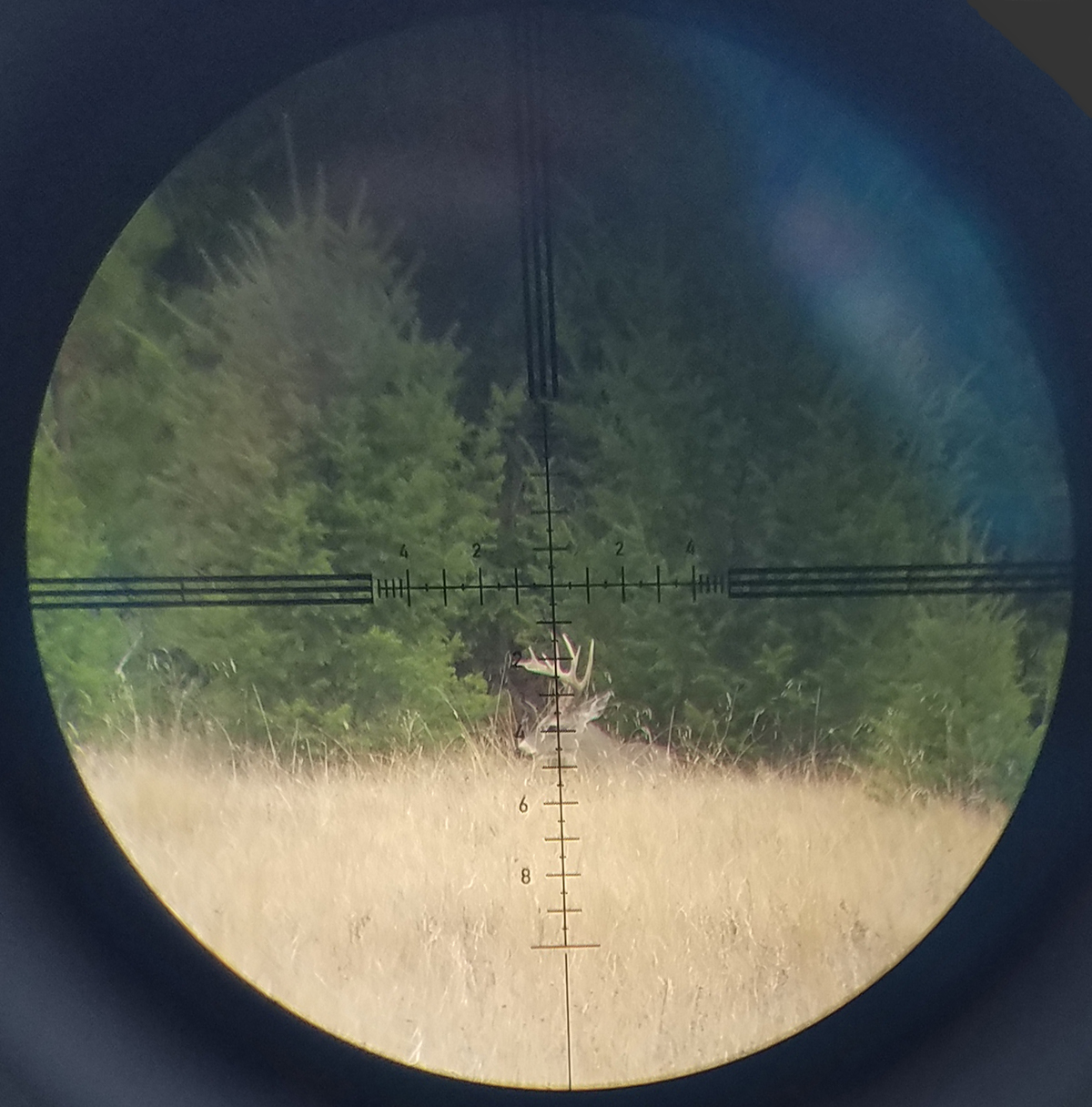 deer.jpg