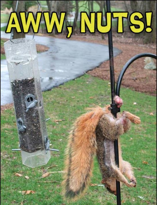 deez nuts.JPG