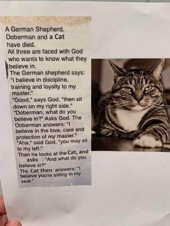 dog and cat.jpg