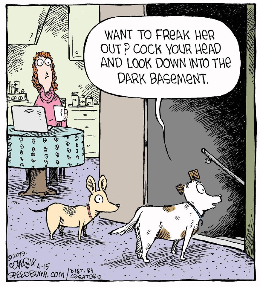 Dog cocked head.jpg