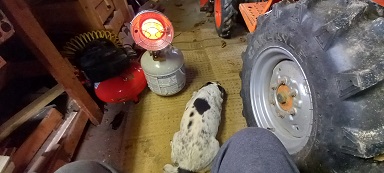 dog.jpg