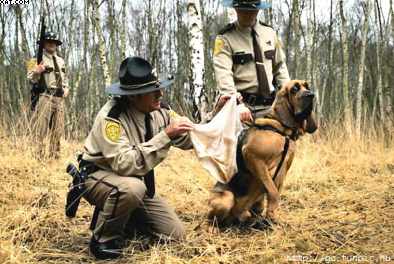 dog_opt1.jpg
