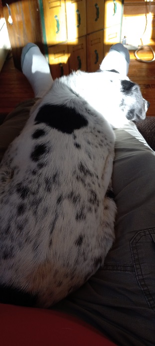 dogtired.jpg