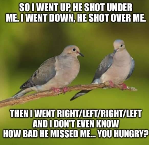 Dove1.jpg