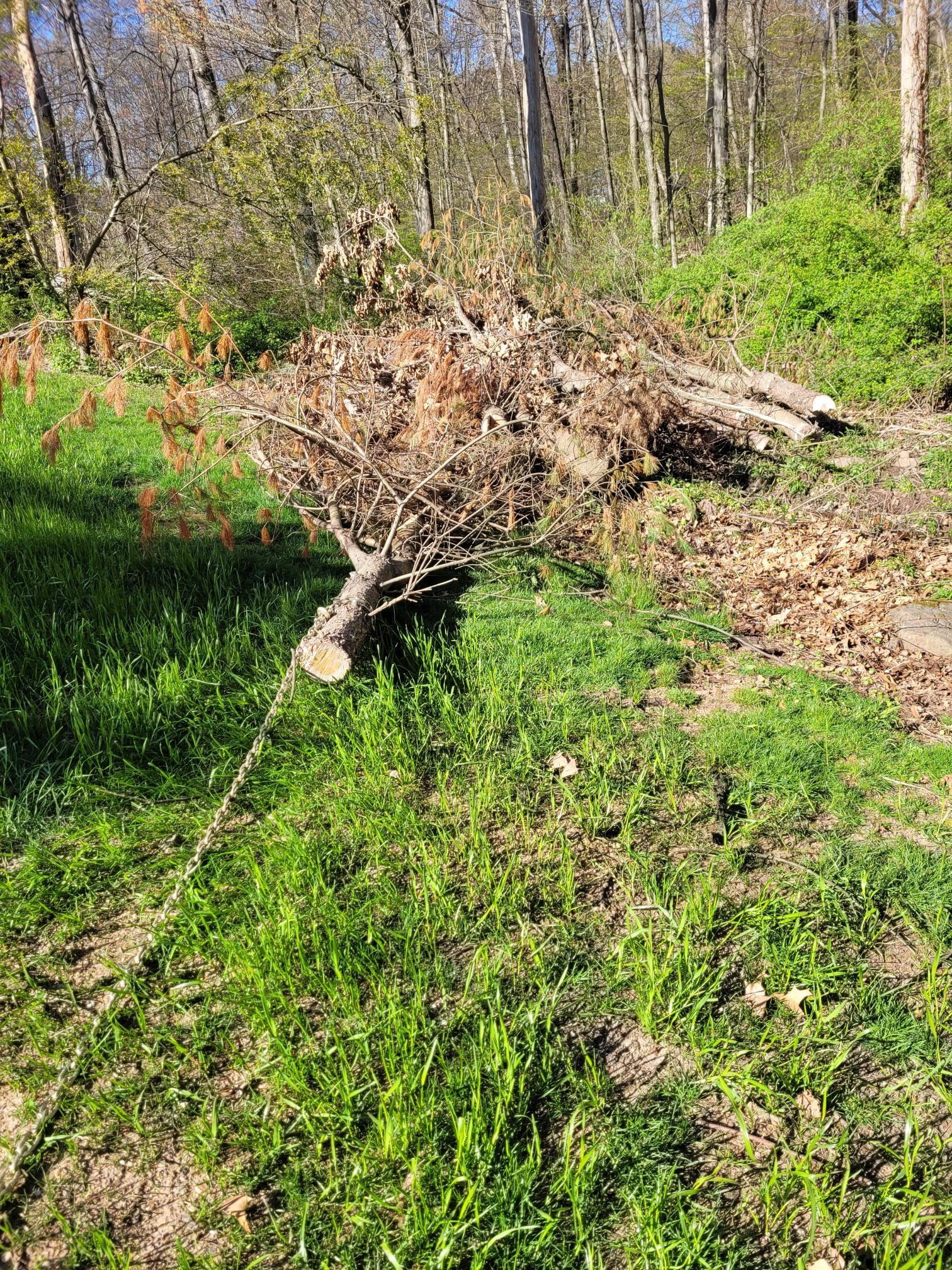 dragging out pines 20240426_164018.jpg