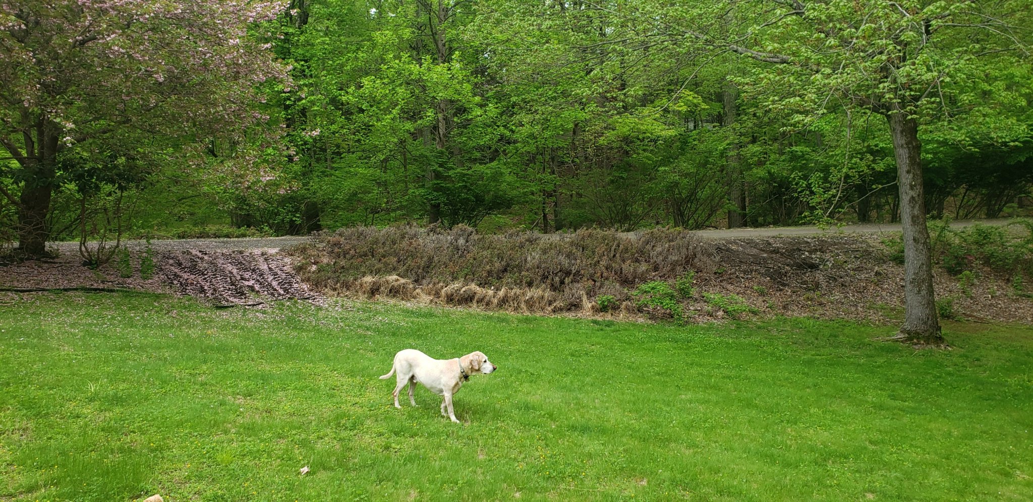 driveway_bank_before.jpg