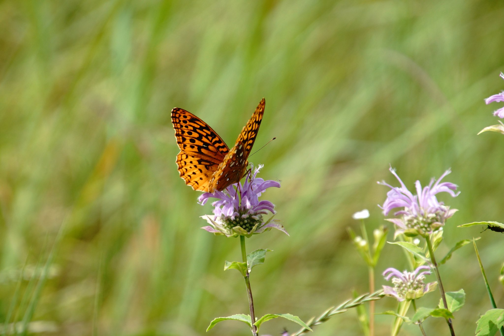 DSC03736.JPG