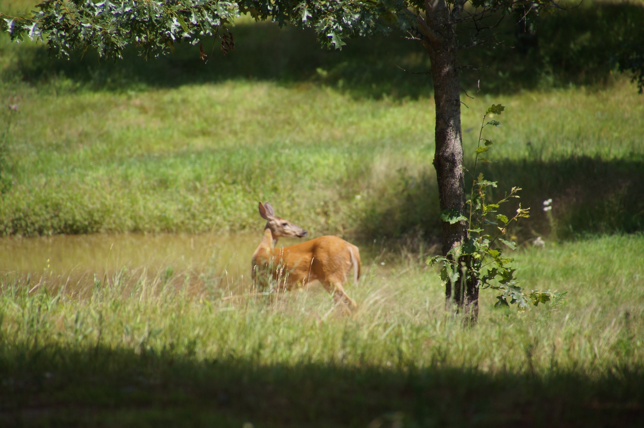 DSC05906.JPG