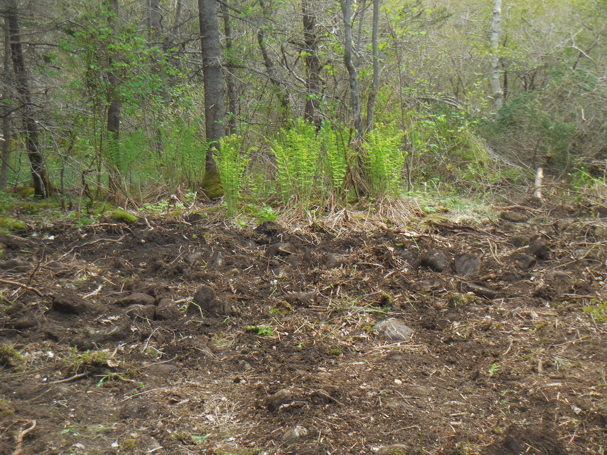 DSCN5696.JPG