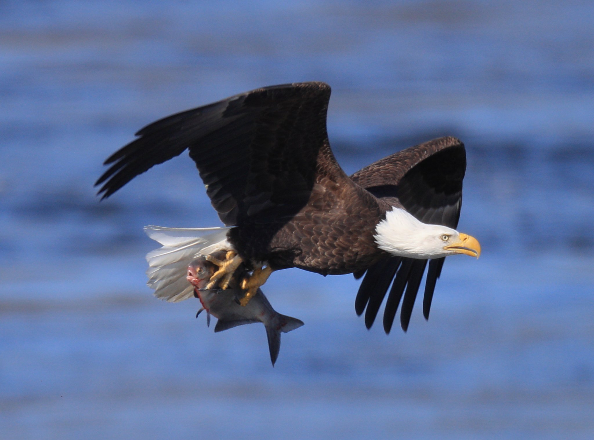 Eagle EF 800 plus 1.4X.jpg