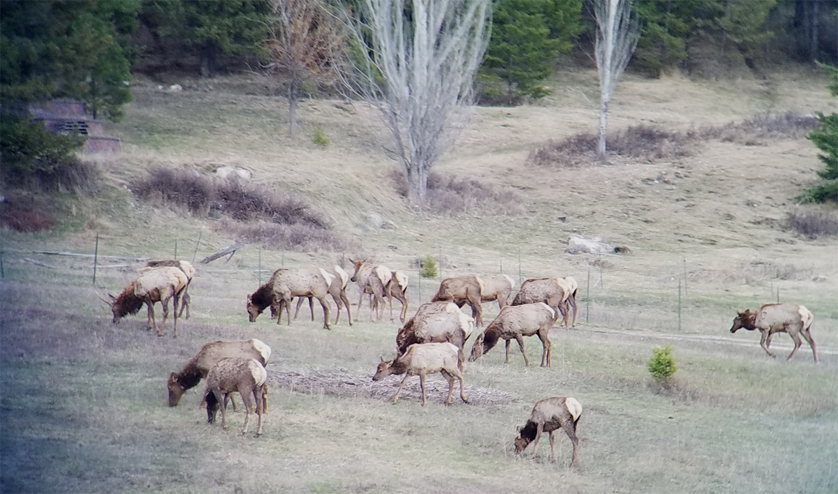 elk_1.jpg