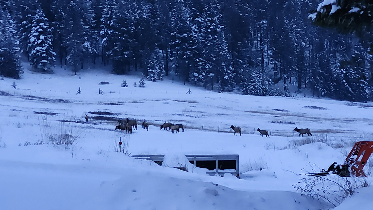 elk_1.jpg