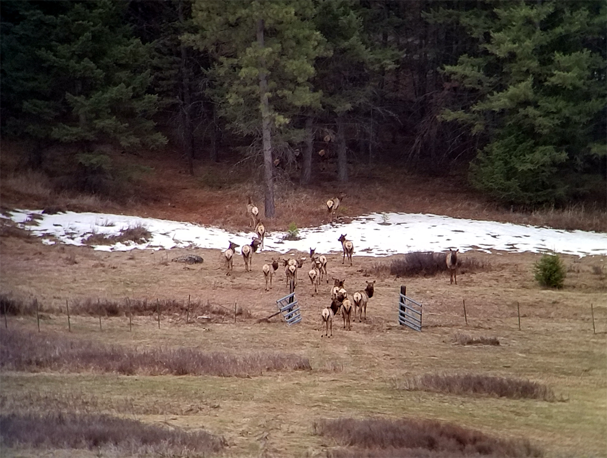 elk_2.jpg