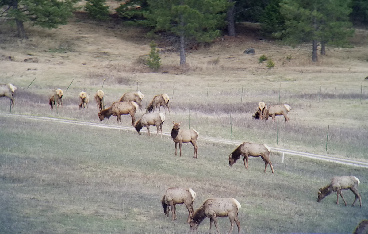 elk_2.jpg