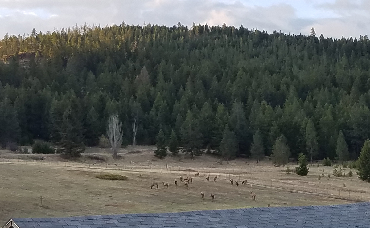 elk_3.jpg
