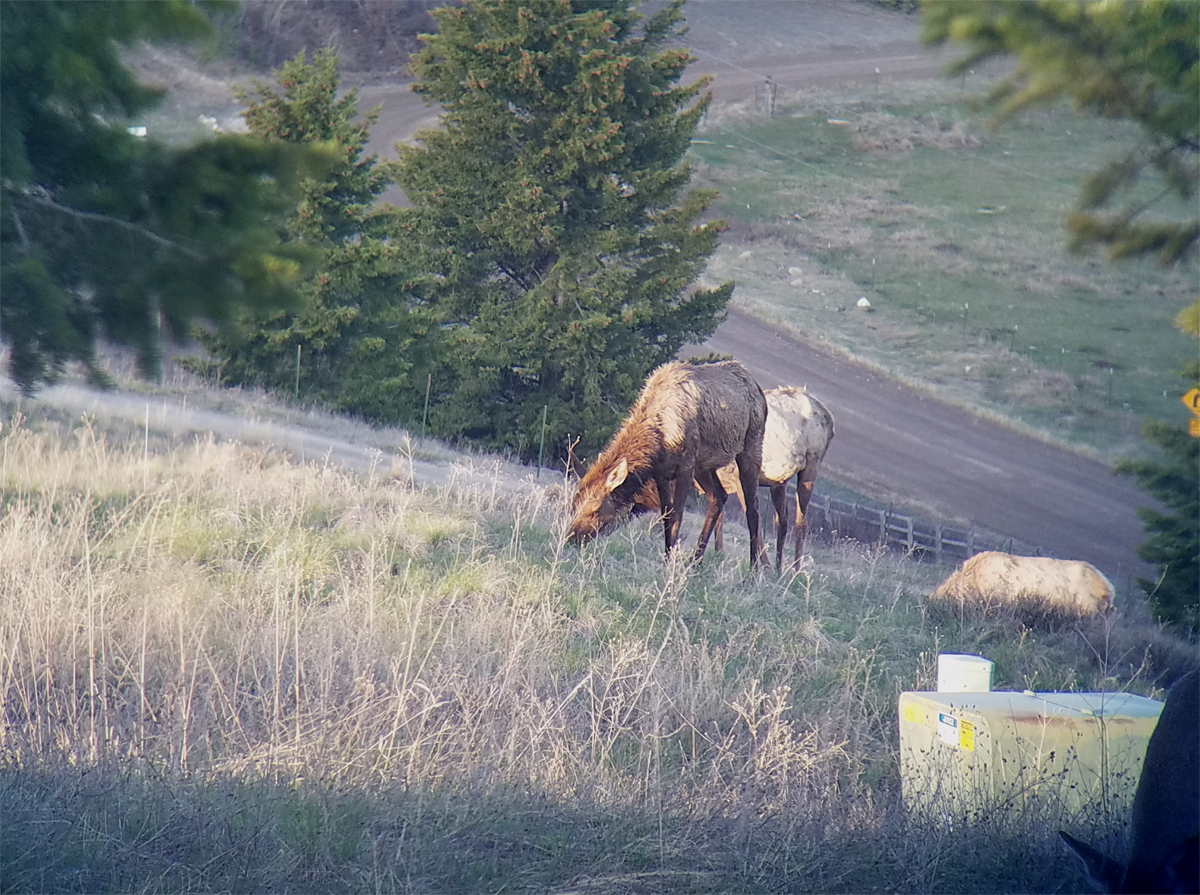 elk_4.jpg