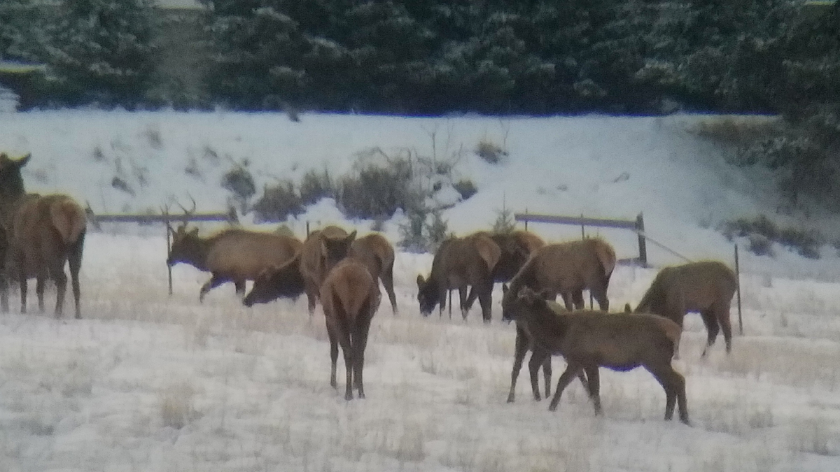 elk_nov_2022_5.jpg