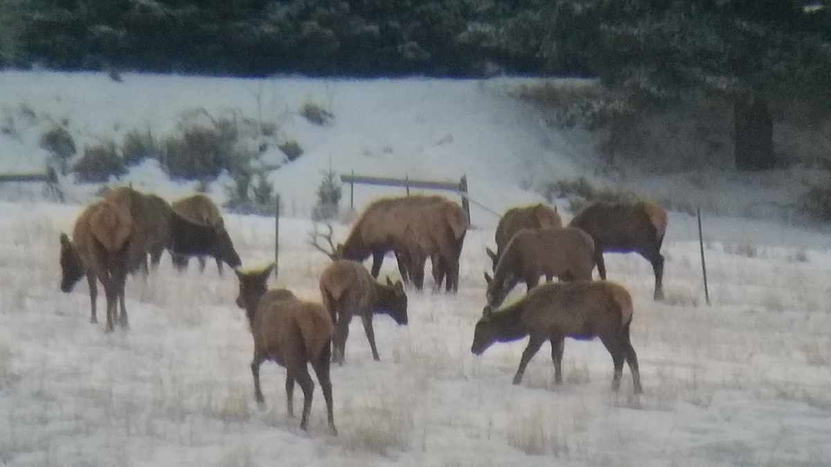 elk_nov_2022_6.jpg