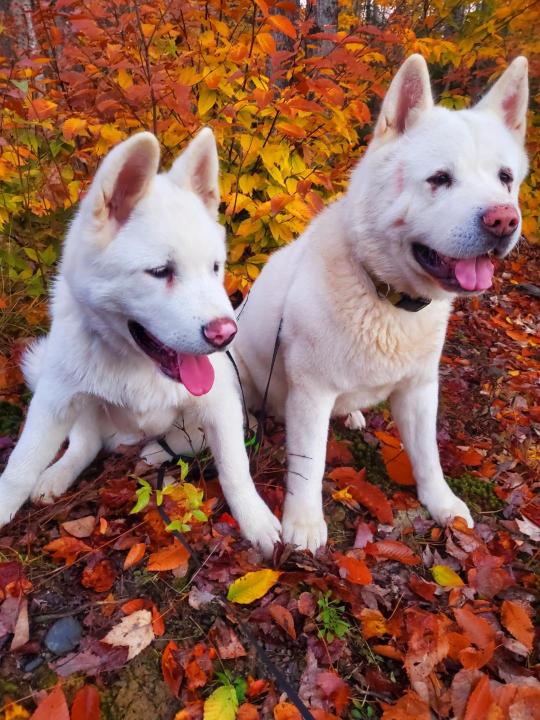 falldogs.jpg