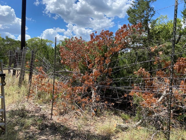 fence1.jpg