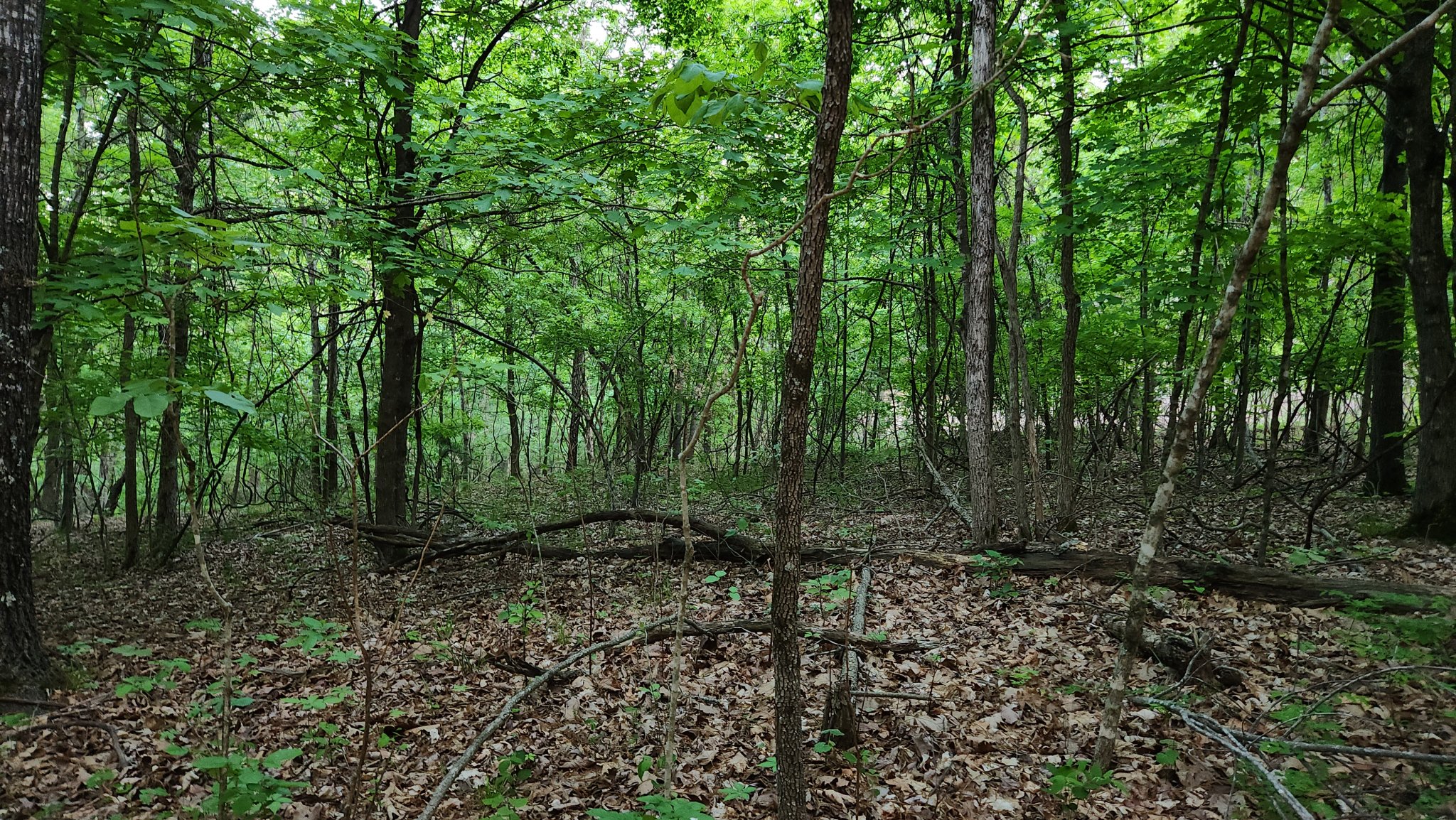 food plot 3.jpg