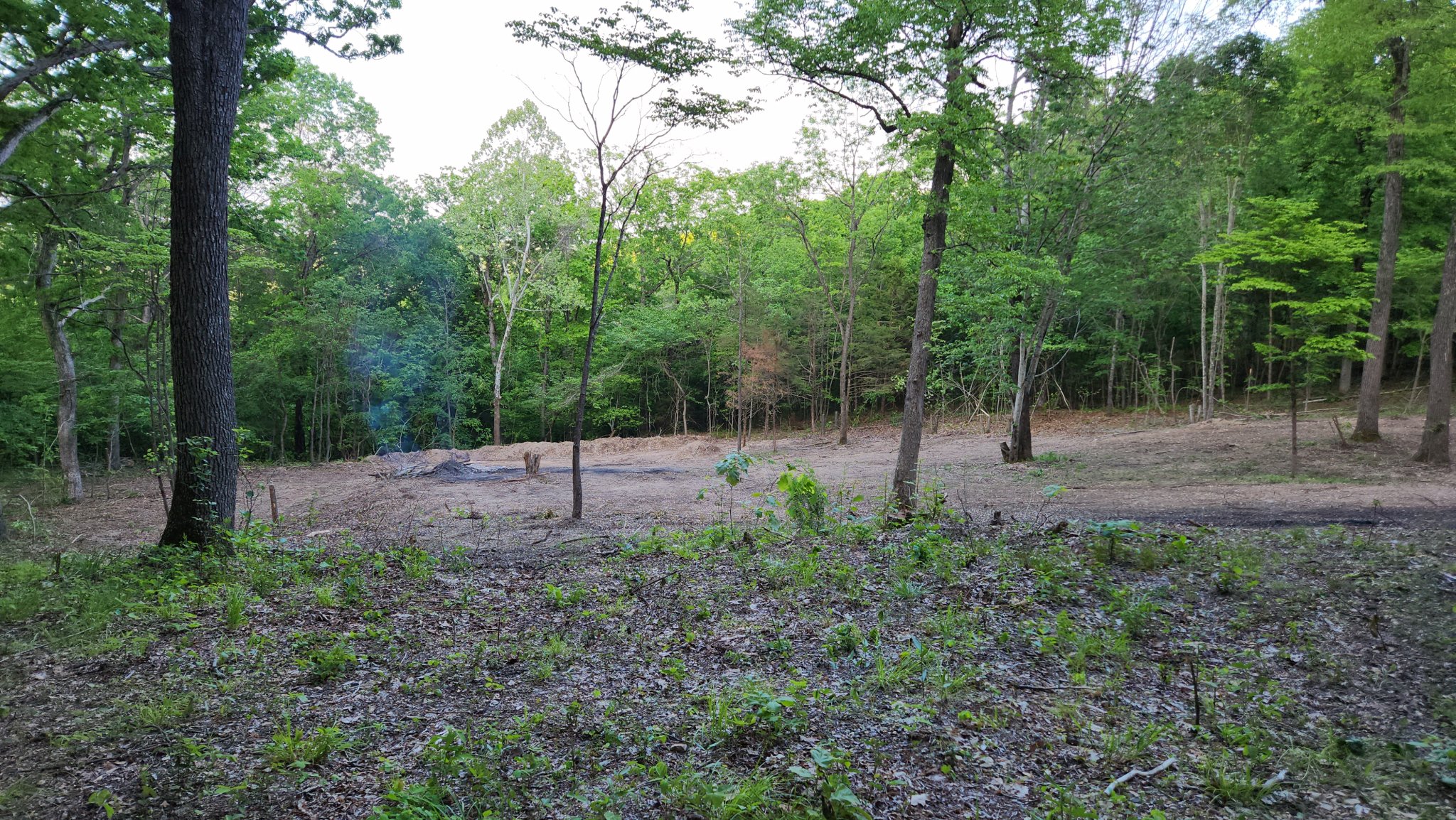 food plot 4.jpg