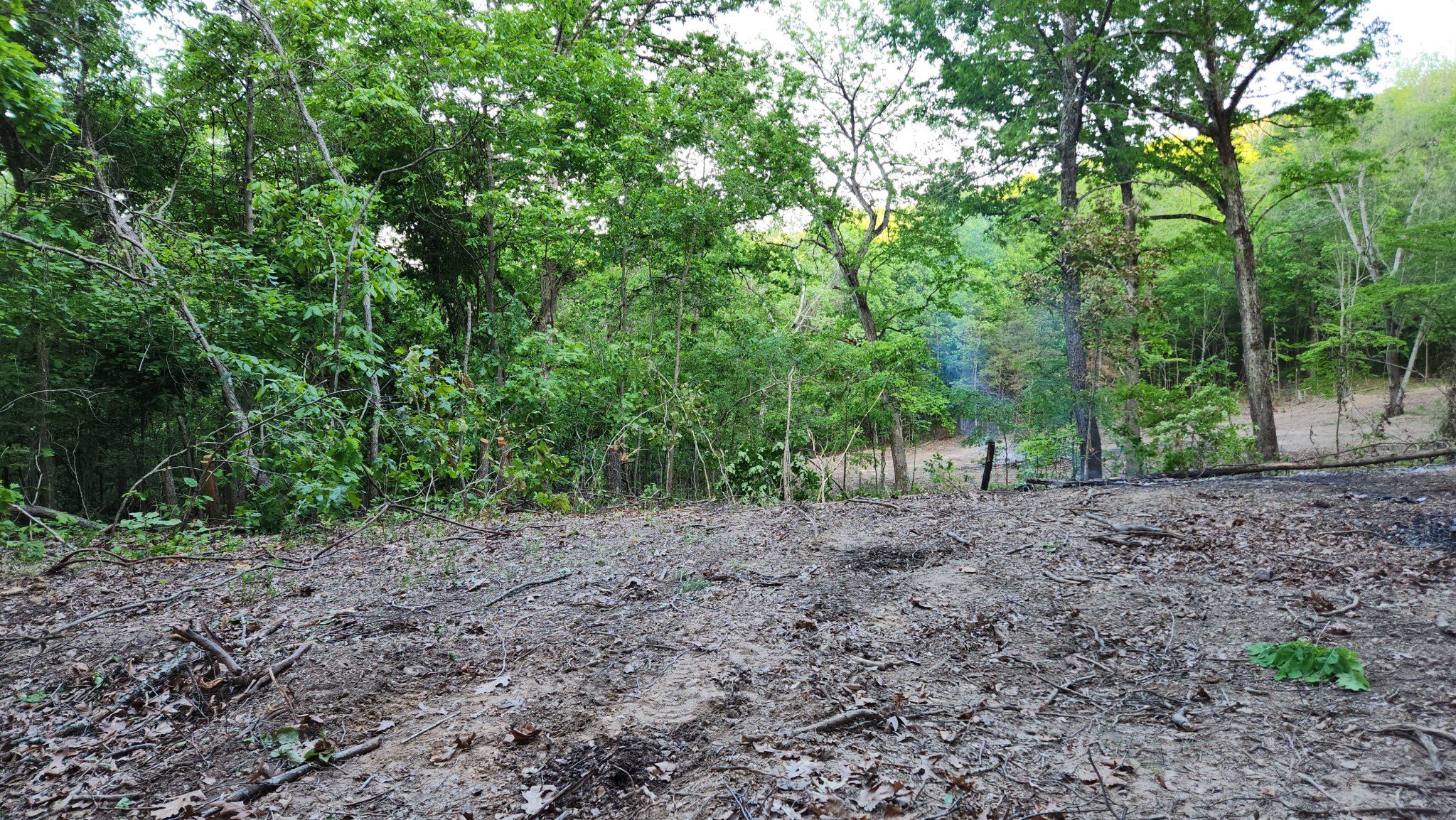 food plot 5.jpg