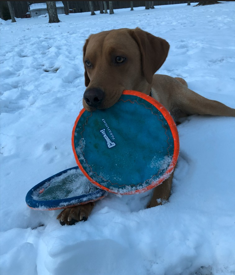 frisbee 2.jpg