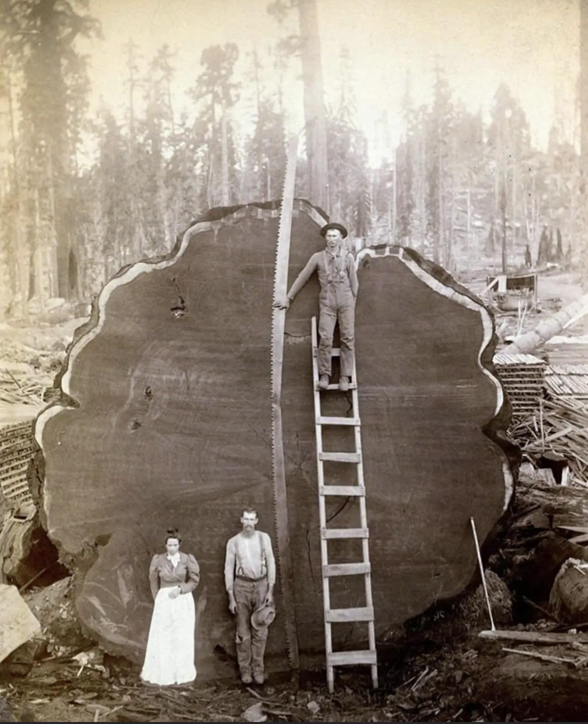 giant-redwood.jpg