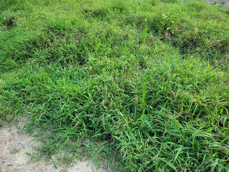 grass.jpg