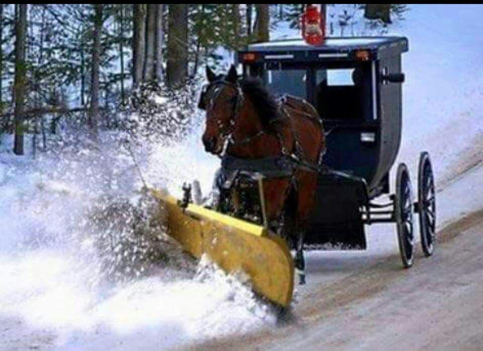 horse plow.jpg