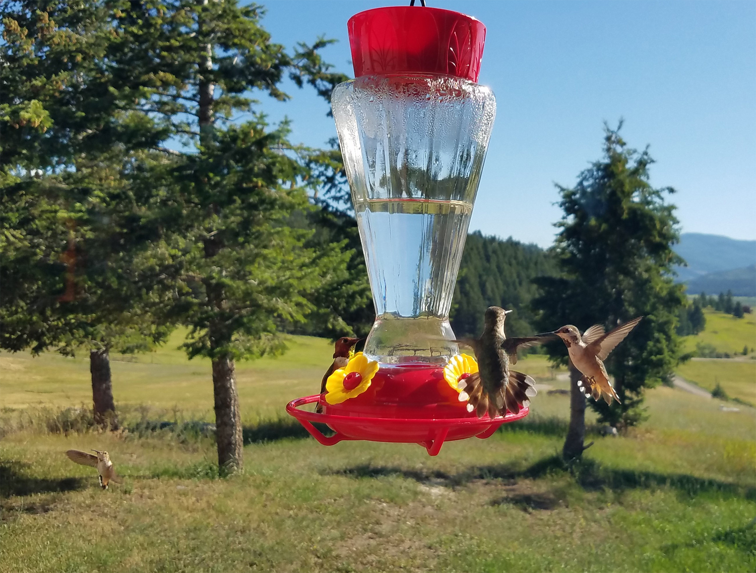hummingbirds.jpg