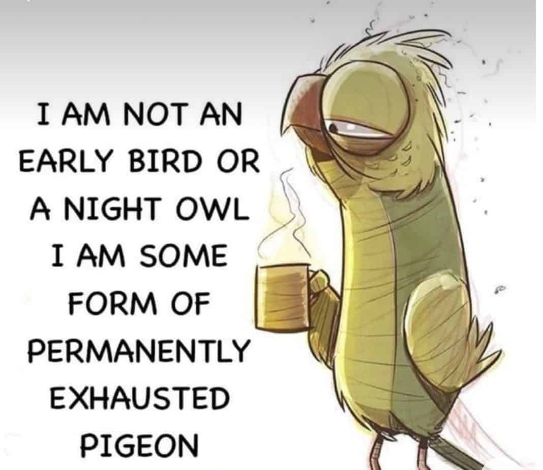 i-am-not-an-early-bird-or-a-night-owl-y-i-am-some-form-of-permanently-exhausted-pigeon-seotitl...jpg