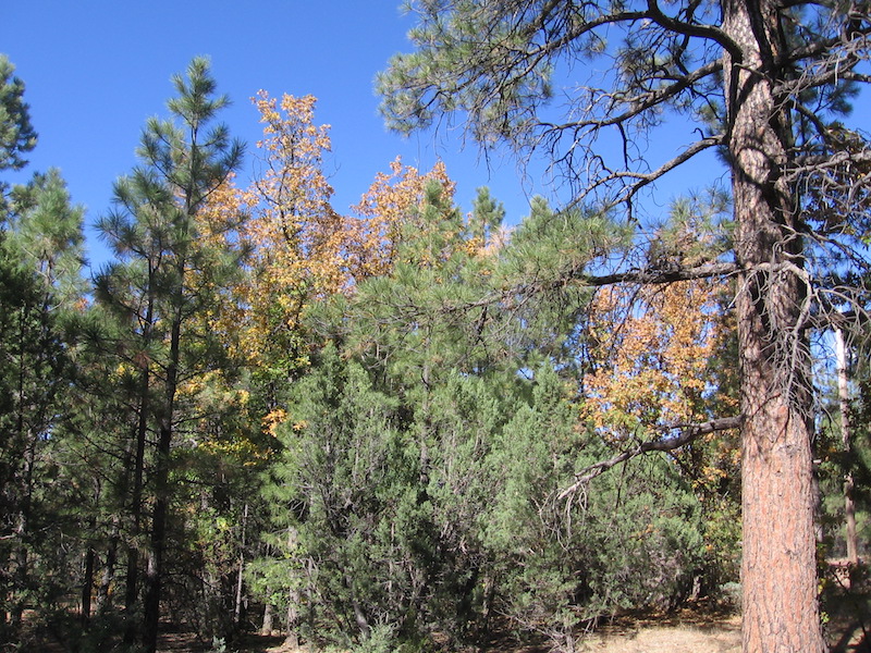 IMG_0173 copy.JPG