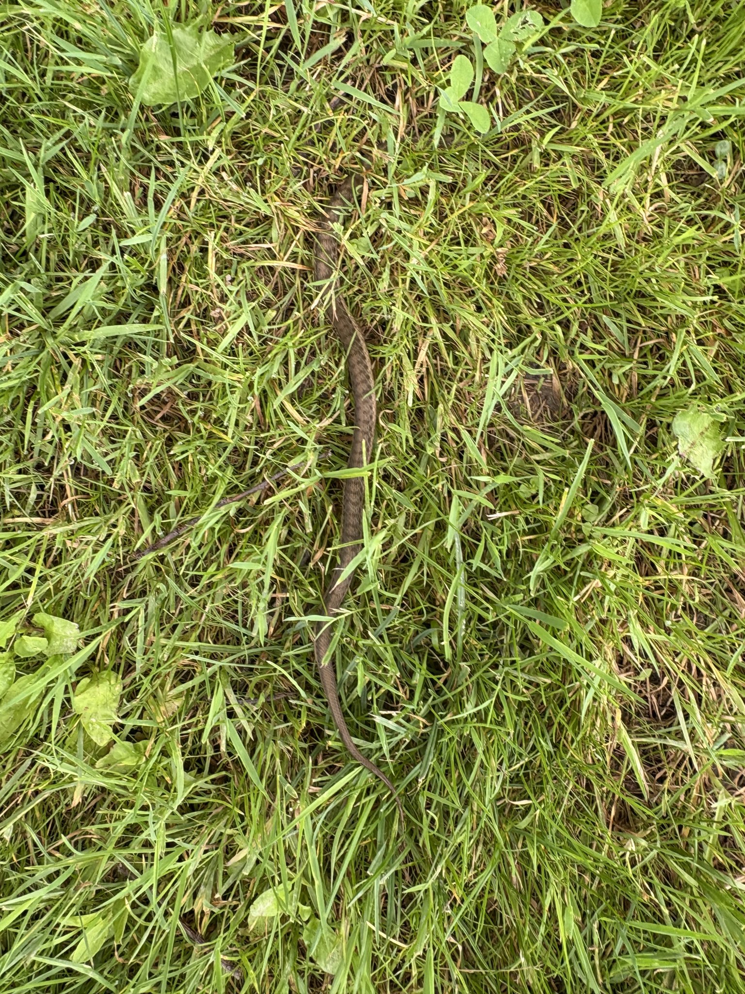 IMG_0183.jpeg