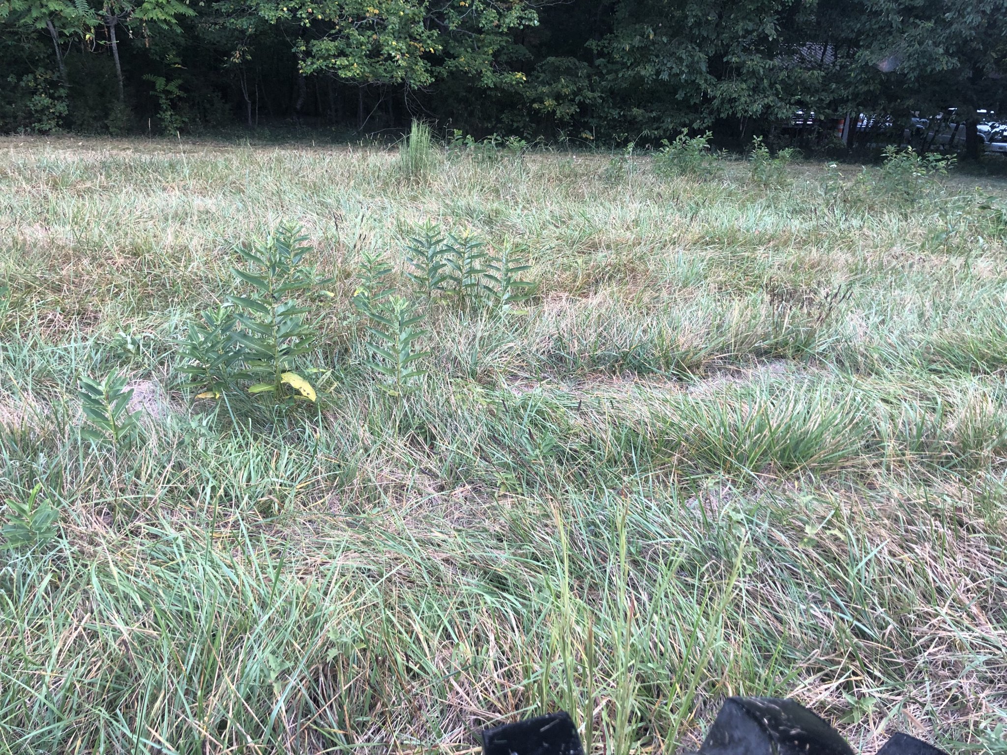 IMG_1219.jpeg