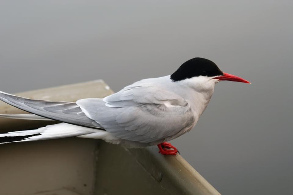 IMG_2257.JPG
