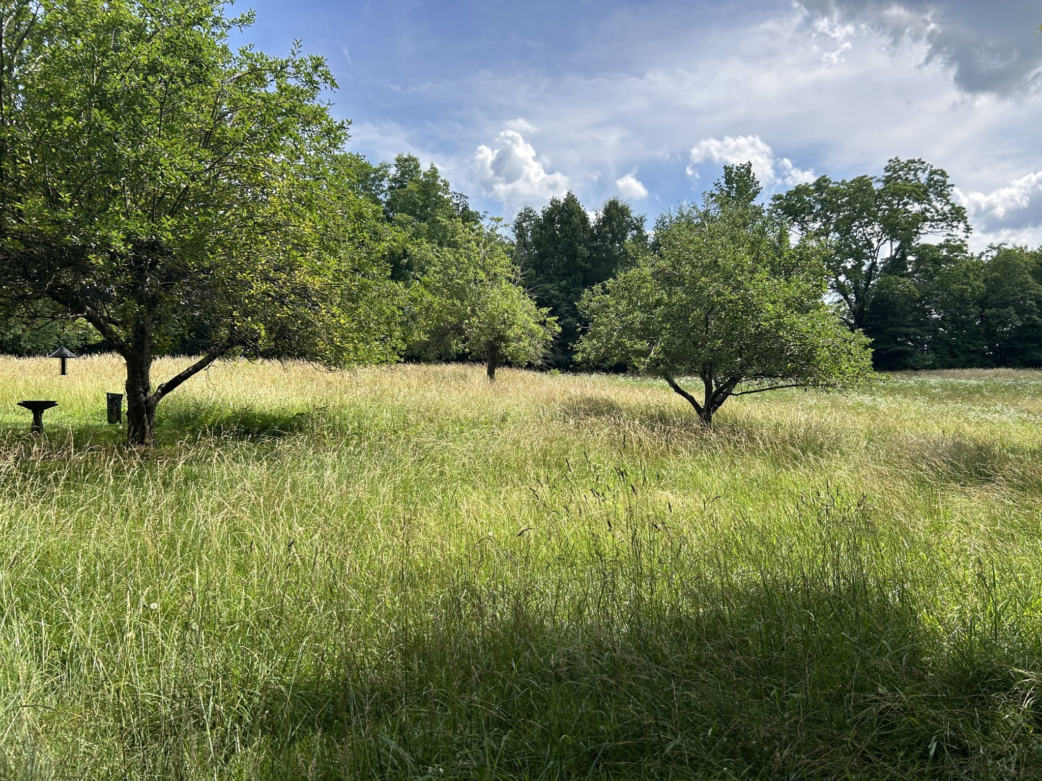IMG_5242.jpeg