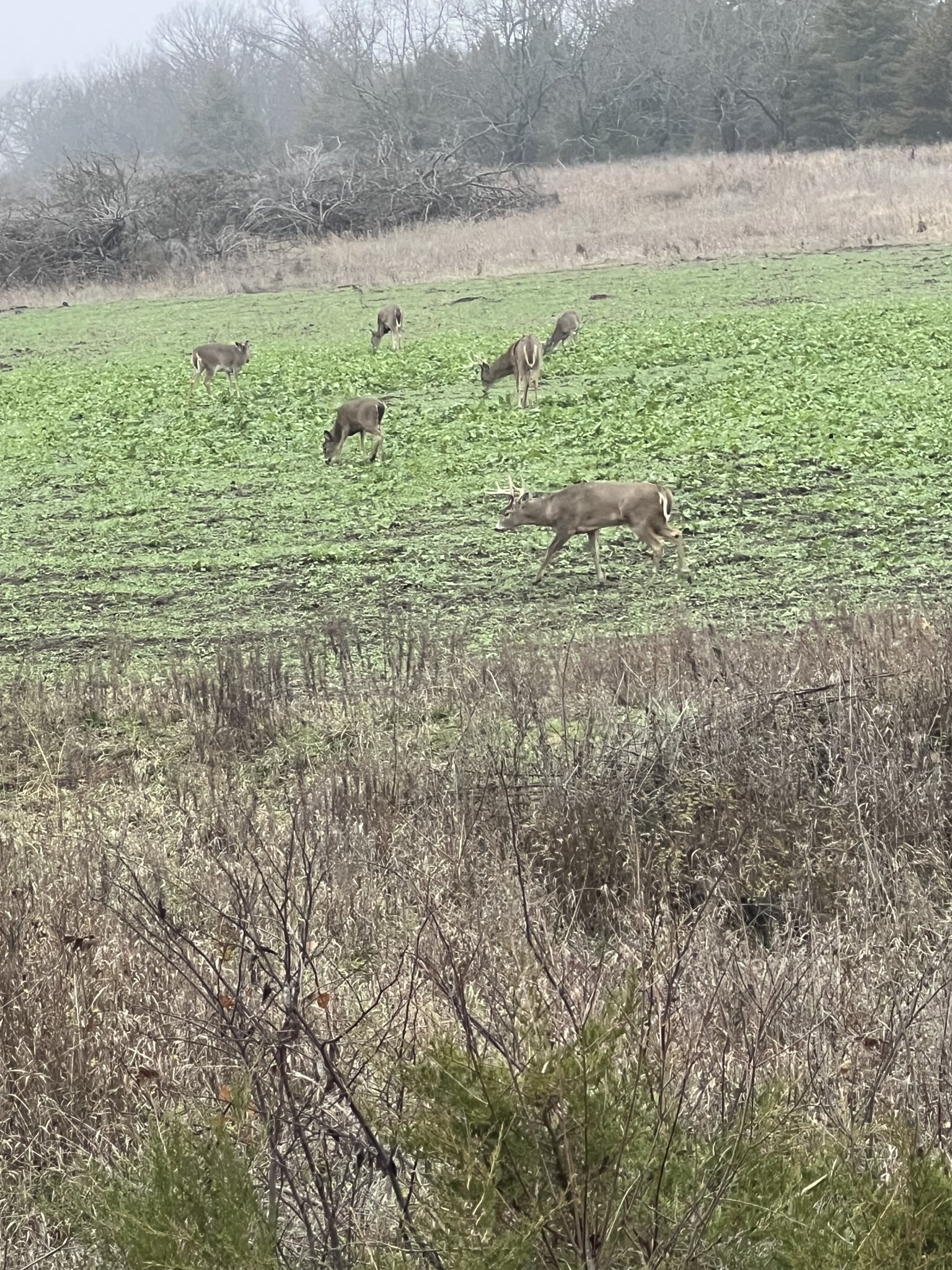 IMG_9476.jpeg