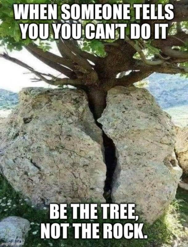 jbe the tree.jpg