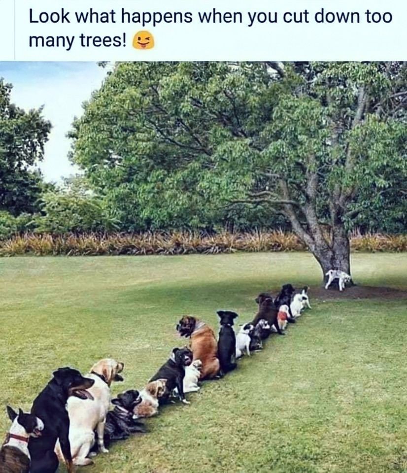 jCutDownTrees.jpg