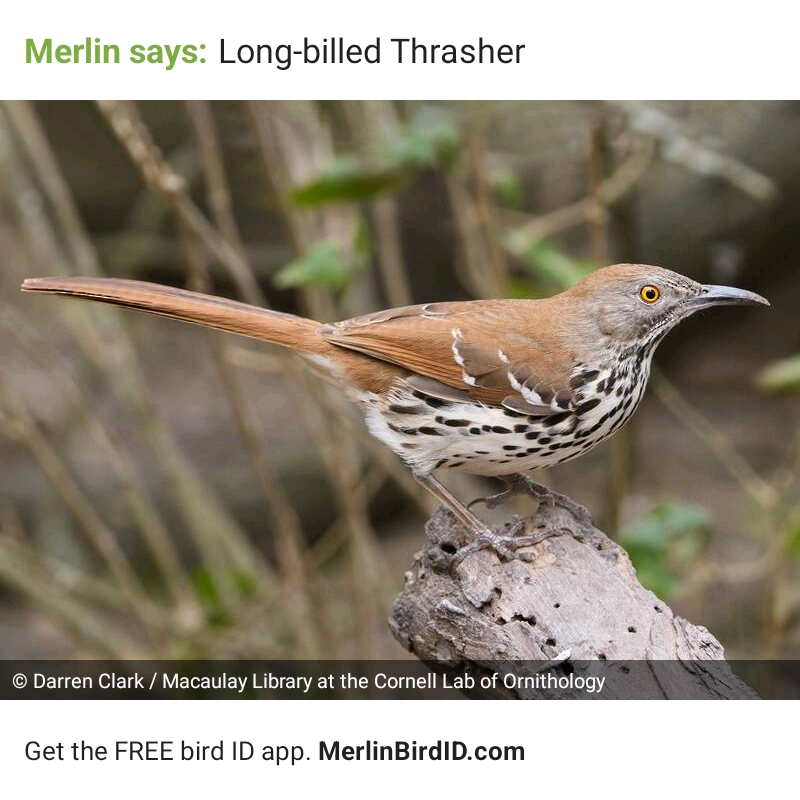lobthr.jpg