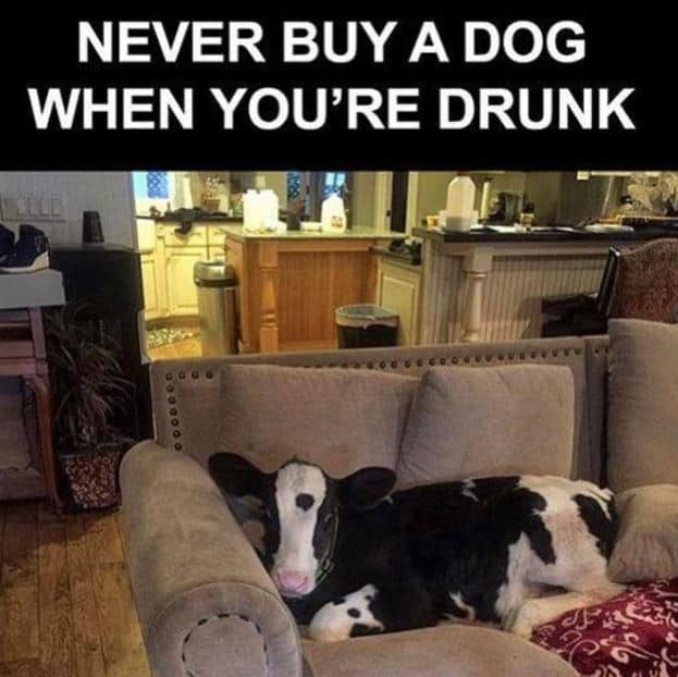 never-buy-a-dog-drunk-rvt-1062.jpg