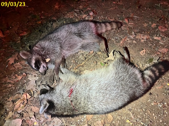 Nuisance Coons 090323.jpg